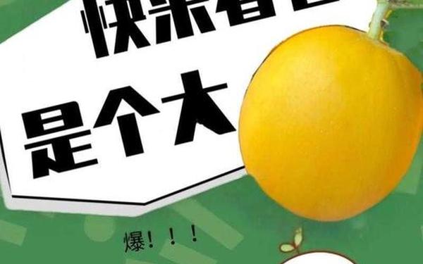 51cg今日吃瓜阿朱;今天的瓜是什么意思