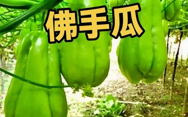 17wcc吃瓜_佛手瓜怎么吃