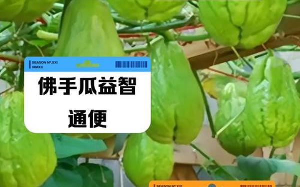51cg吃瓜秘密通道—佛手瓜怎么吃
