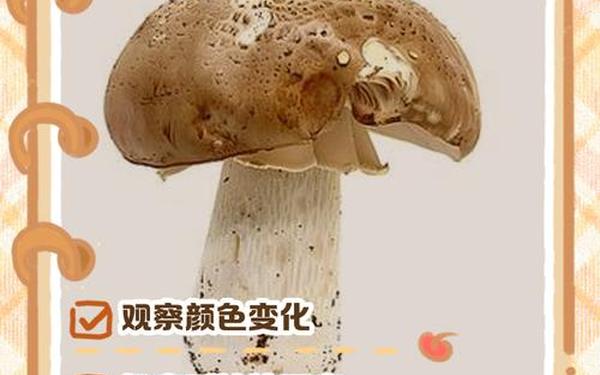 安全访问蘑菇 蘑菇TV