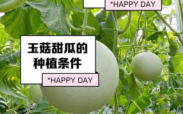 17.c吃瓜网黑料爆料蘑菇(葫芦瓜和蘑菇怎么炒好吃)